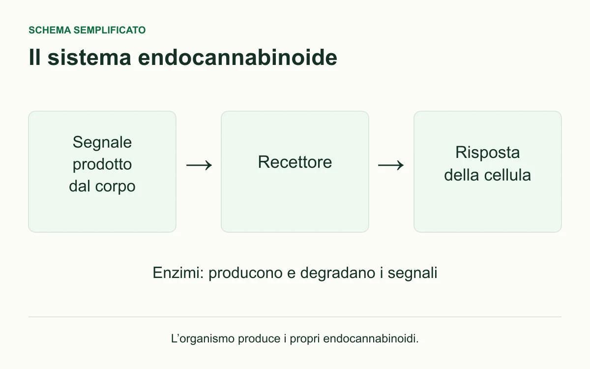 Schema del sistema endocannabinoide: un segnale prodotto dal corpo, un recettore e la risposta della cellula; gli enzimi regolano la formazione e la degradazione dei segnali.