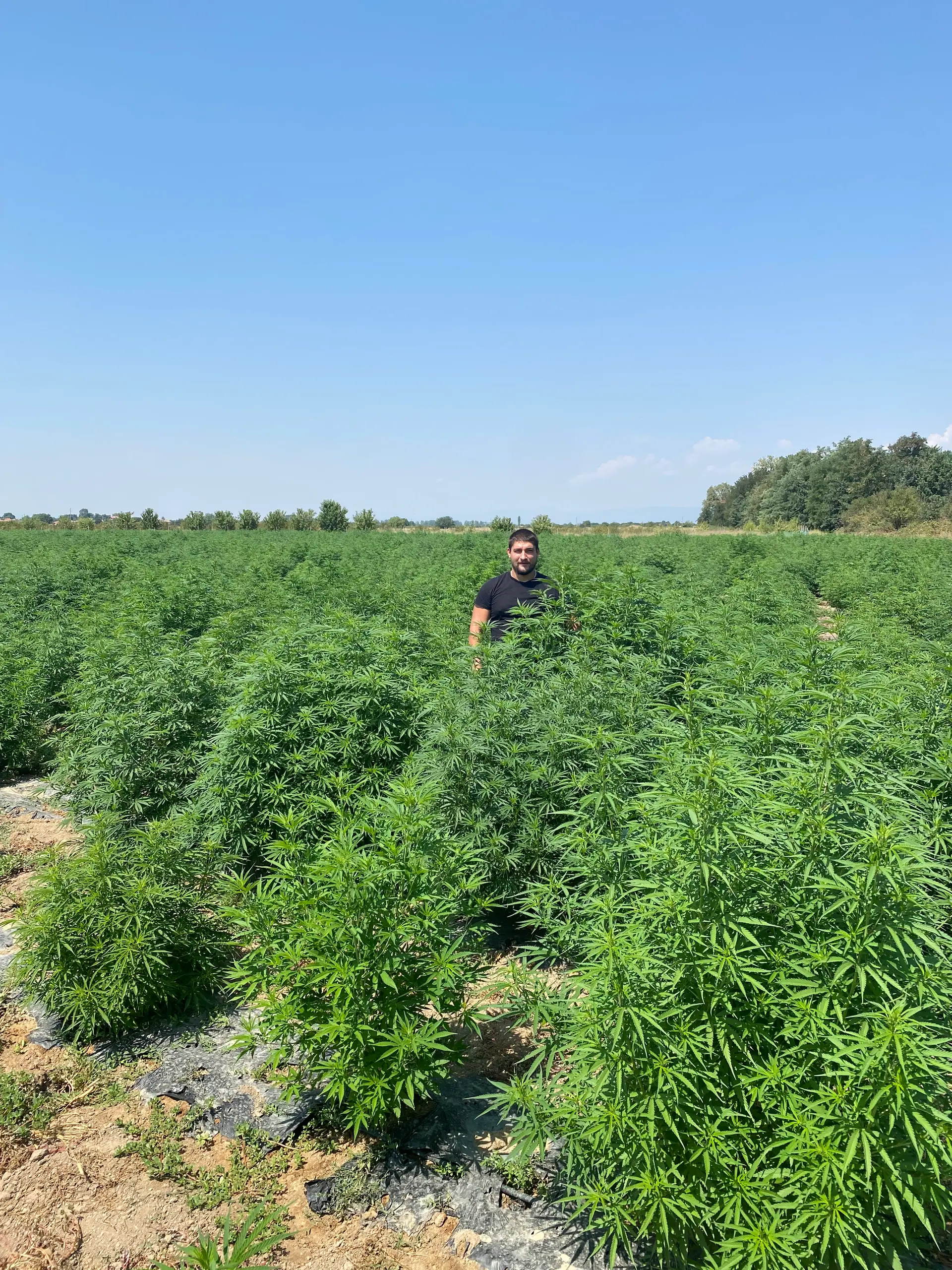 Yordan Milenov tra le piante di cannabis